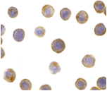 DFFA / ICAD / DFF45 Antibody