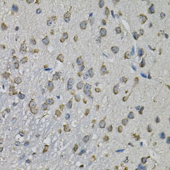 Polyclonal Rabbit anti-Human EIF3H / EIF3S3 Antibody (IHC, IF, WB)