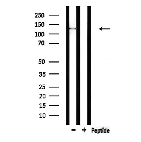 SPZ1 Antibody