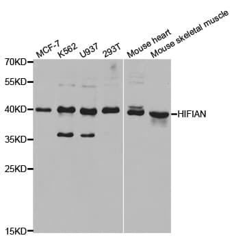 Polyclonal Rabbit anti-Human HIF1AN Antibody (IHC, IF, WB)