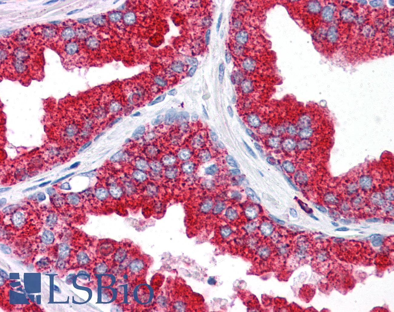 IHC-plus™ EMX2 Antibody