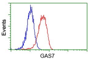 GAS7 Antibody (clone OTI4E6)