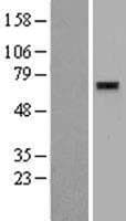 ZNF596 Protein (Over-Expression Lysate Myc-DDK (Flag))