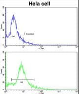 PDRG1 Antibody (aa12-41)