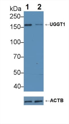 UGGT1 / UGGT Antibody (aa1221-1536)