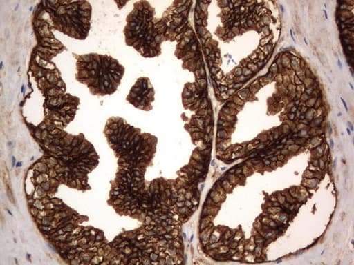 Monoclonal Mouse anti-Human CD44 Antibody (clone UMAB134, Carrier-free, IHC, IF, WB)