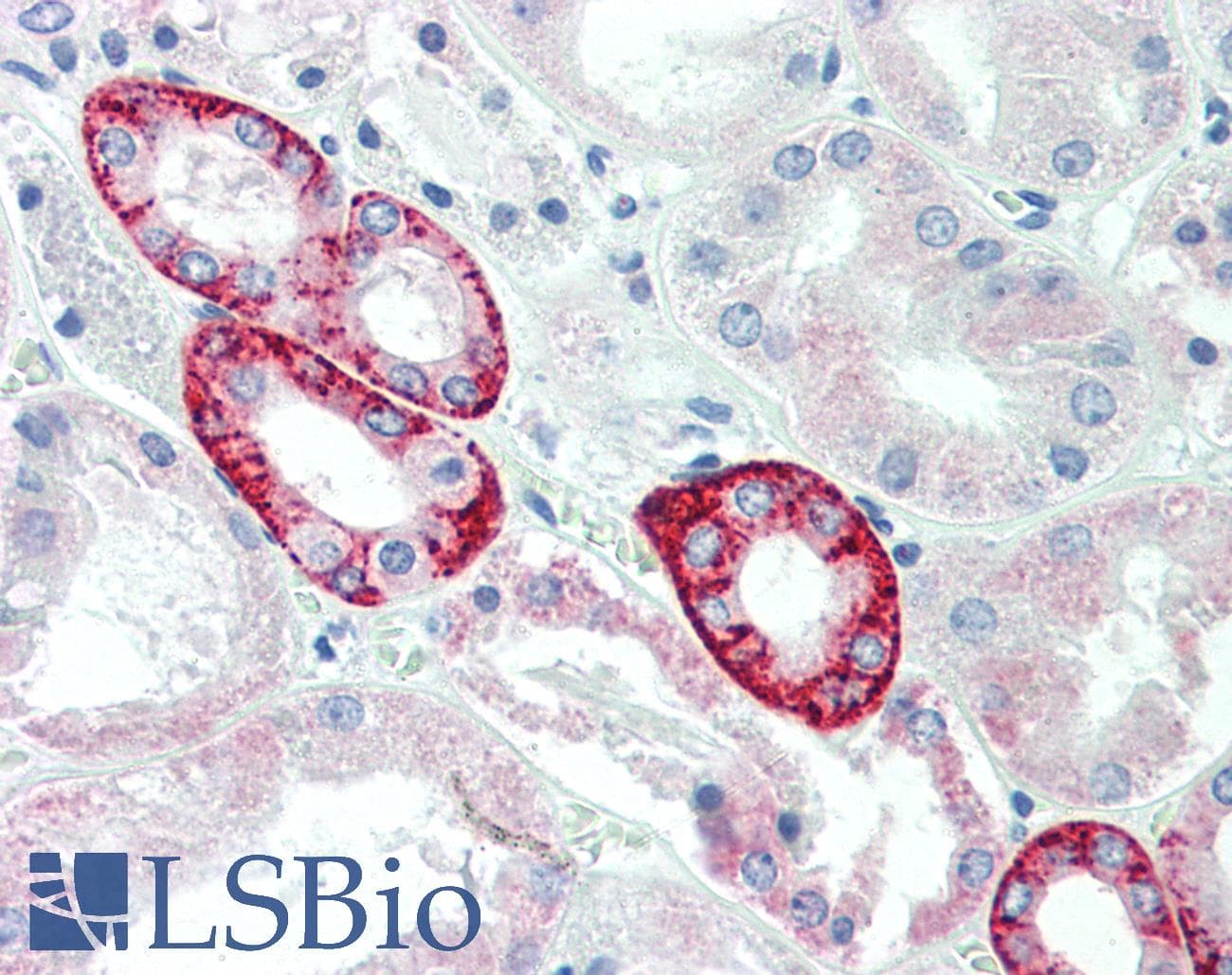 IHC-plus™ FUK Antibody (aa11-60)