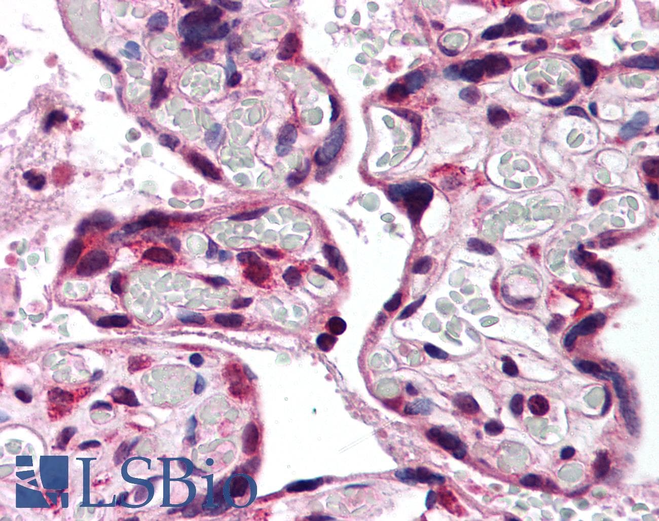 APOER2 / LRP8 Antibody (C-Terminus, DY488)