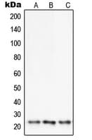 SENP8 Antibody (C-Terminus)