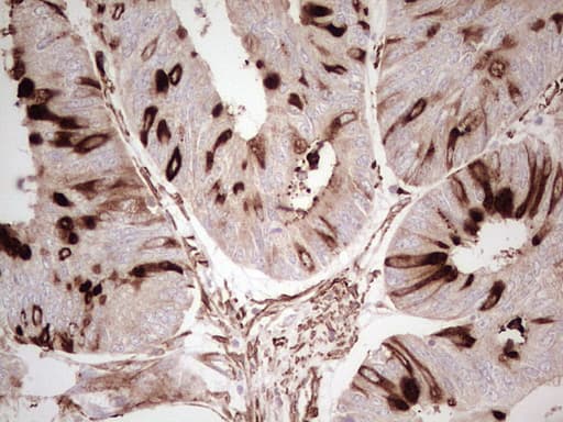 NFS1 Antibody (aa1-299, clone OTI2H5)