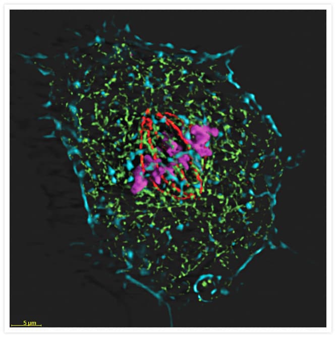 Alpha Tubulin Antibody (clone 236-10501)