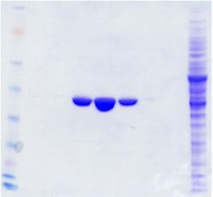Monoclonal Mouse MYC / c-Myc Antibody (aa408-432, IF, WB)