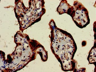 CSH2 / Placental Lactogen Antibody