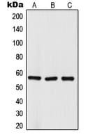 TRIM68 Antibody (Internal)