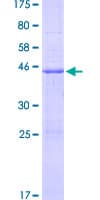 Human TNFSF12 / TWEAK Protein (Recombinant GST)
