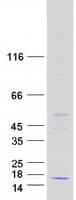 Human HIGD2A Protein (Recombinant Myc-DDK (Flag))