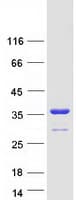 Human YWHAE / 14-3-3 Epsilon Protein (Recombinant Myc-DDK (Flag))