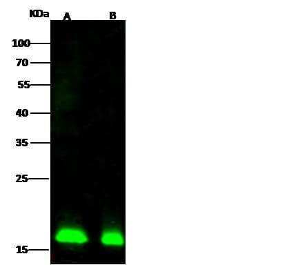 COPZ1 Antibody (Preservative Free)