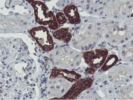 ERI1 / HEXO Antibody (clone OTI1B3)