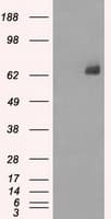 LTA4H / LTA4 Antibody (clone OTI2A9)