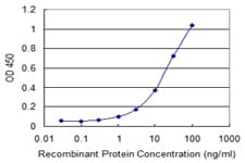 Monoclonal Mouse anti-Human EFTU / TUFM Antibody (clone 1A2, WB)