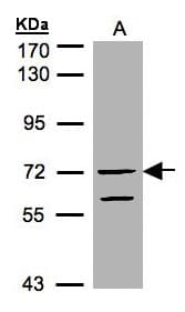 RAPGEF5 / GFR Antibody (aa1-179)