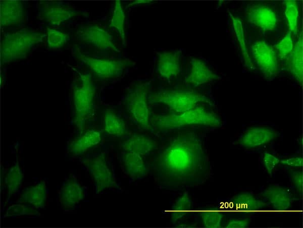 DOCK4 Antibody (clone 3E7)
