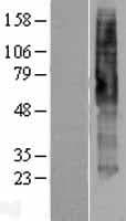 HTR4 / 5-HT4 Receptor Protein (Over-Expression Lysate Myc-DDK (Flag))