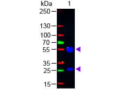 Rabbit Anti-Goat IgG Secondary Antibody (FITC)