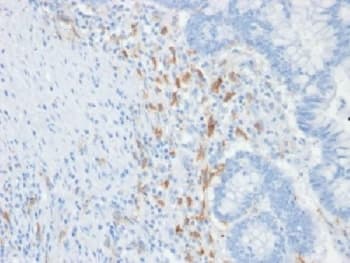 CD209 / DC-SIGN Antibody (clone C209/1781, Azide-free, BSA-free)