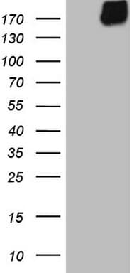 MAST205 / MAST2 Antibody (aa1482-1798, clone OTI1C12)