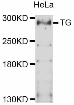 Polyclonal Rabbit anti-Human TG / Thyroglobulin Antibody (WB)