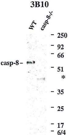 CASP8 / Caspase 8 Antibody (clone 3B10)