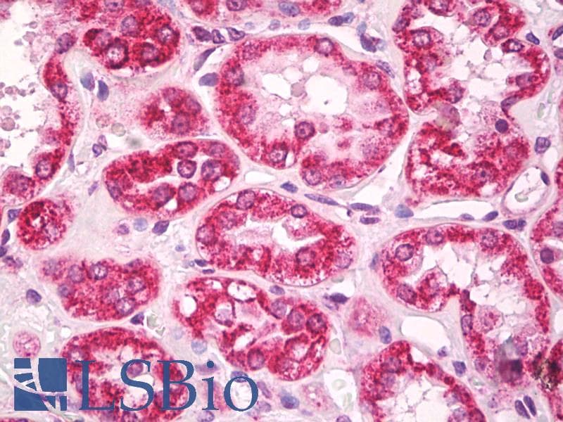 IHC-plus™ AIFM1 / AIF / PDCD8 Antibody
