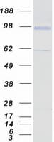 Human EDAG / HEMGN Protein (Recombinant Myc-DDK (Flag))