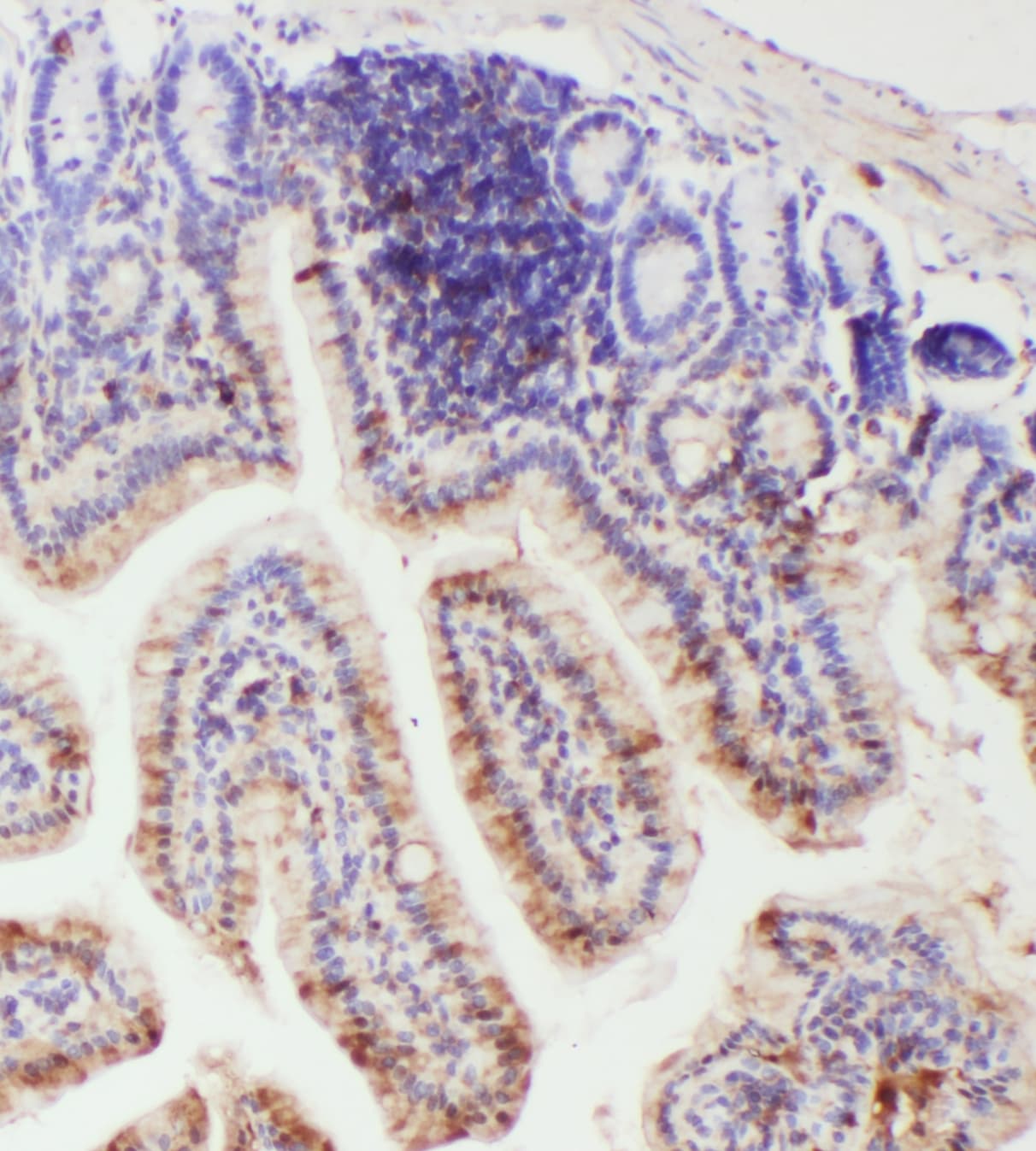 IL18 Antibody (aa36-192)