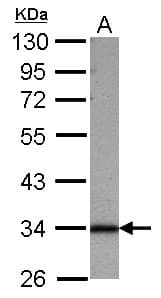 SFXN1 Antibody