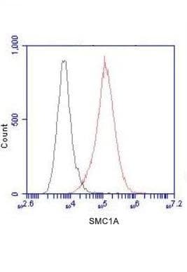 SMC1A / SMC1 Antibody