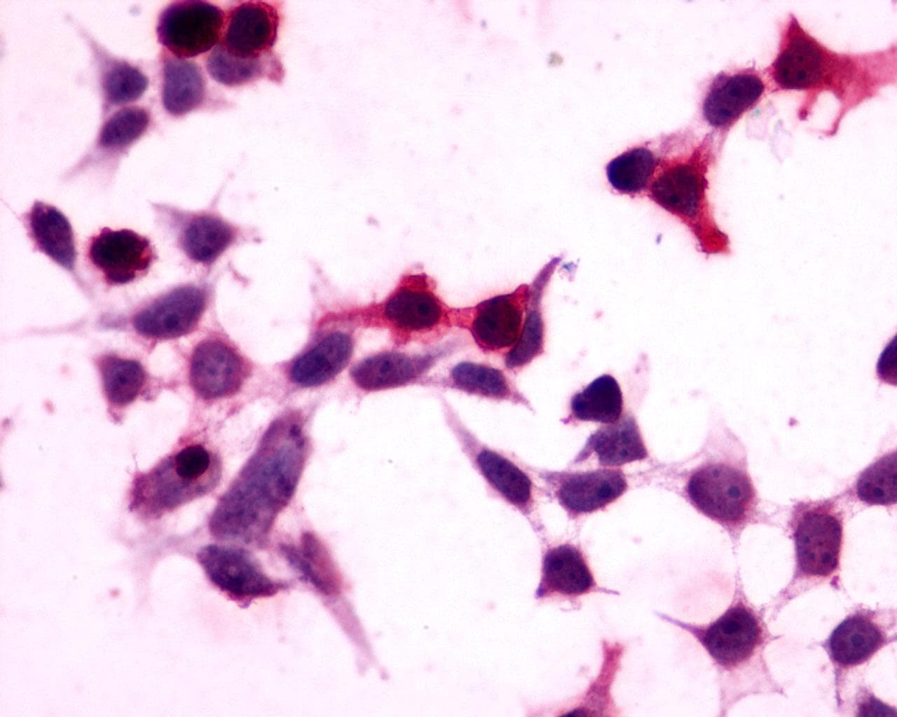 PathPlus™ GPR27 Antibody (C-Terminus)