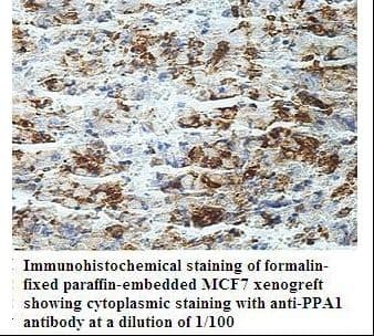 PPA1 Antibody (aa125-270)