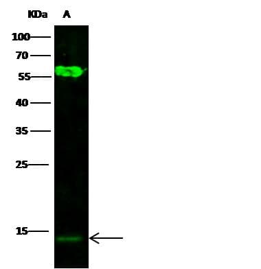 CCL3 / MIP-1-Alpha Antibody (Preservative Free)