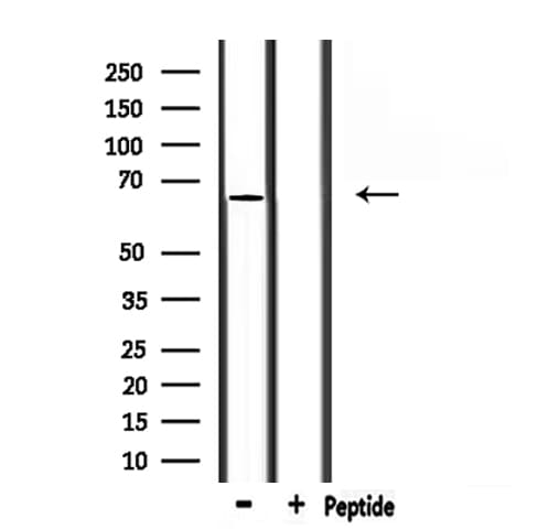 STXBP1 / MUNC18-1 Antibody