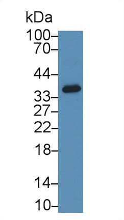 SIRT4 / Sirtuin 4 Antibody (aa60-255)