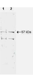 IHC-plus™ NRF1 / NRF-1 Antibody