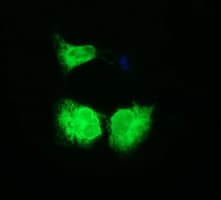 IHC-plus™ CD163 Antibody (clone 3D4)