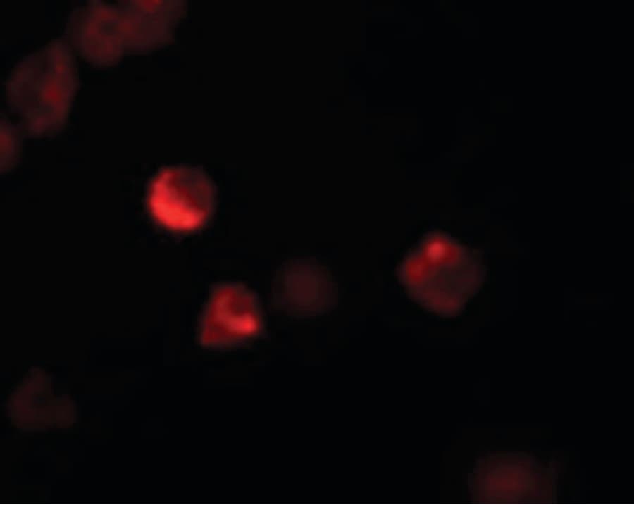 IHC-plus™ LIF Antibody