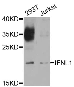 IFNL1 / IL29 Antibody