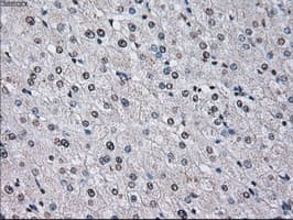 ID3 Antibody (clone OTI5C7)