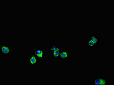 ENTPD7 Antibody