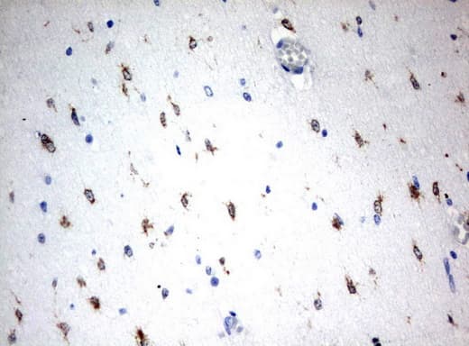 MSI1 / Musashi 1 Antibody (clone UMAB127)